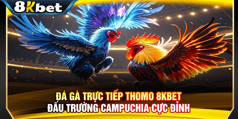 Đá Gà Trực Tiếp Thomo 8KBET - Đấu Trường Campuchia Cực Đỉnh