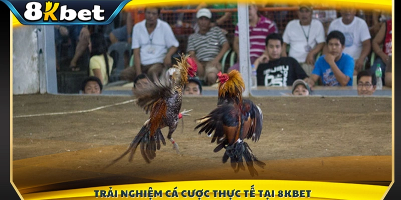 Cảm nhận không khí cá cược sống động 