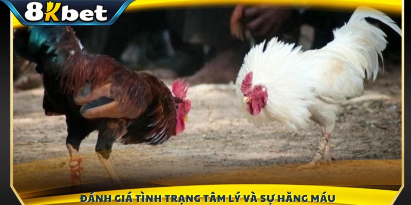 Quan sát biểu hiện tâm lý và sự quyết liệt của chiến kê