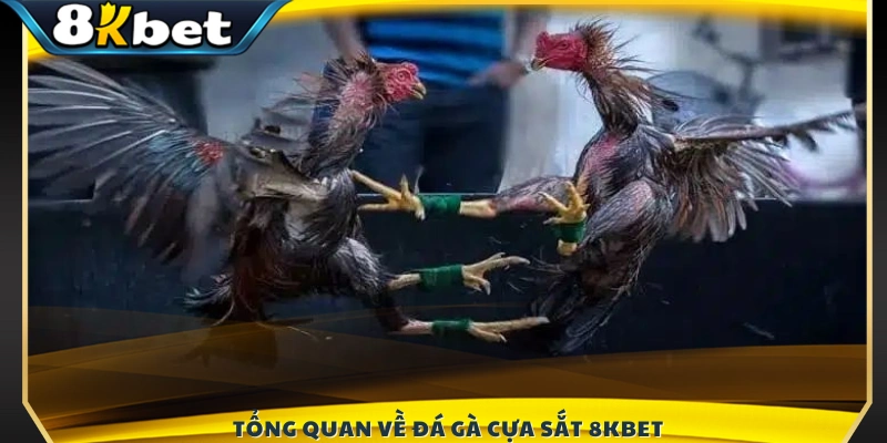 Giới thiệu khái quát về hình thức đá gà cựa sắt tại 8KBET