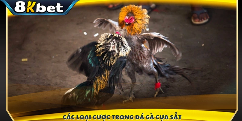 Những hình thức đặt cược đá gà cựa sắt tại 8KBET