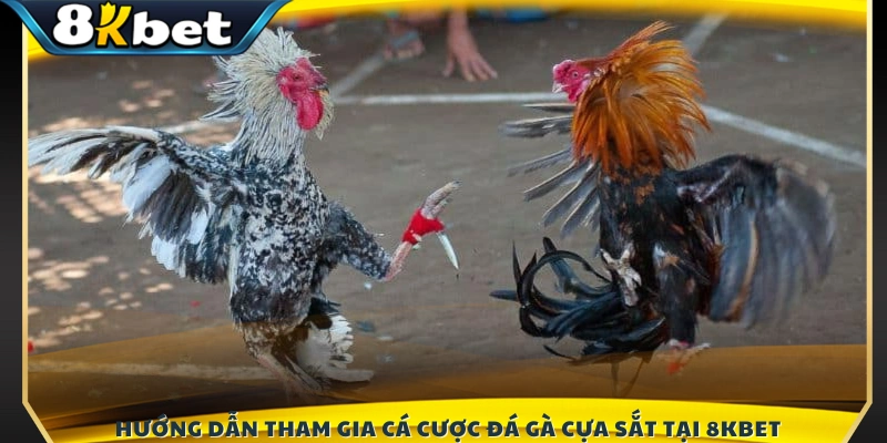 Các bước để tham gia đặt cược đá gà cựa sắt 8KBET