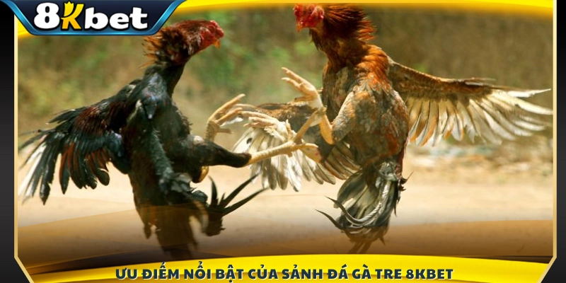 Những lợi thế vượt trội của sảnh đá gà tre 8KBET