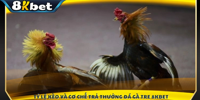 Phân tích tỷ lệ kèo cùng quy trình trả thưởng minh bạch