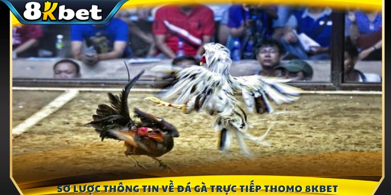 Khái quát thông tin sảnh đá gà trực tiếp Thomo 8KBET