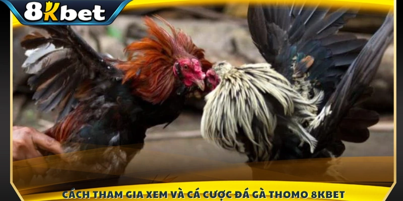 Các bước tham gia xem trực tiếp và cược 