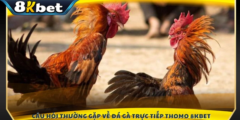Giải đáp những phổ biến liên quan đến đá gà Thomo tại 8KBET